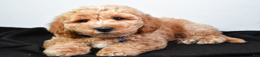 Samson