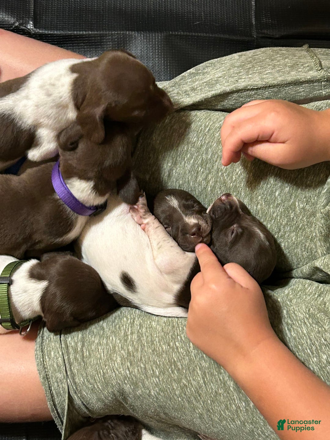 German Shorthaired Pointer dogs for sale: Purple - Image 1