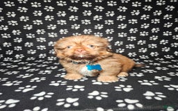 Shih Tzu dogs for sale: Dexter - Image 6