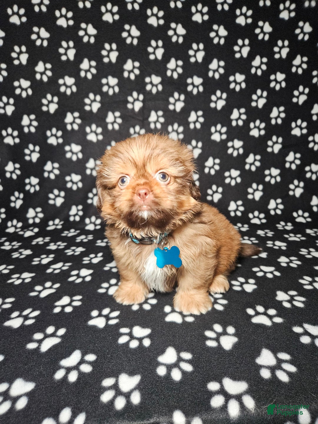 Shih Tzu dogs for sale: Dexter - Image 6
