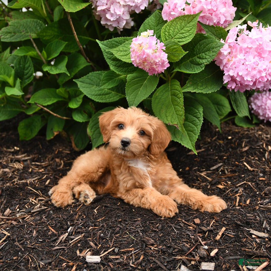 Cavapoo dogs for sale: Russet - Image 1