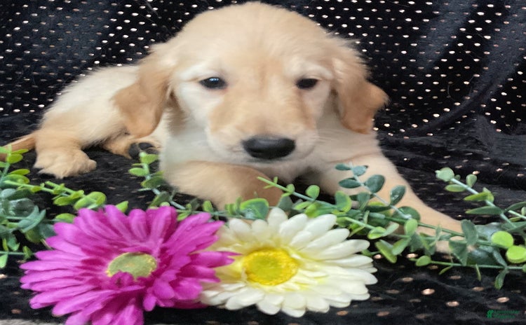 Golden Retriever dogs - Advert 11