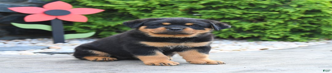 Remi