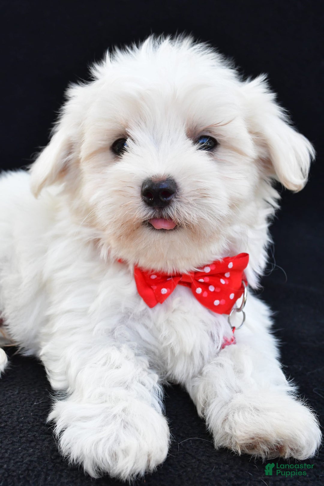 Maltese dogs for sale: Alexander - Image 5