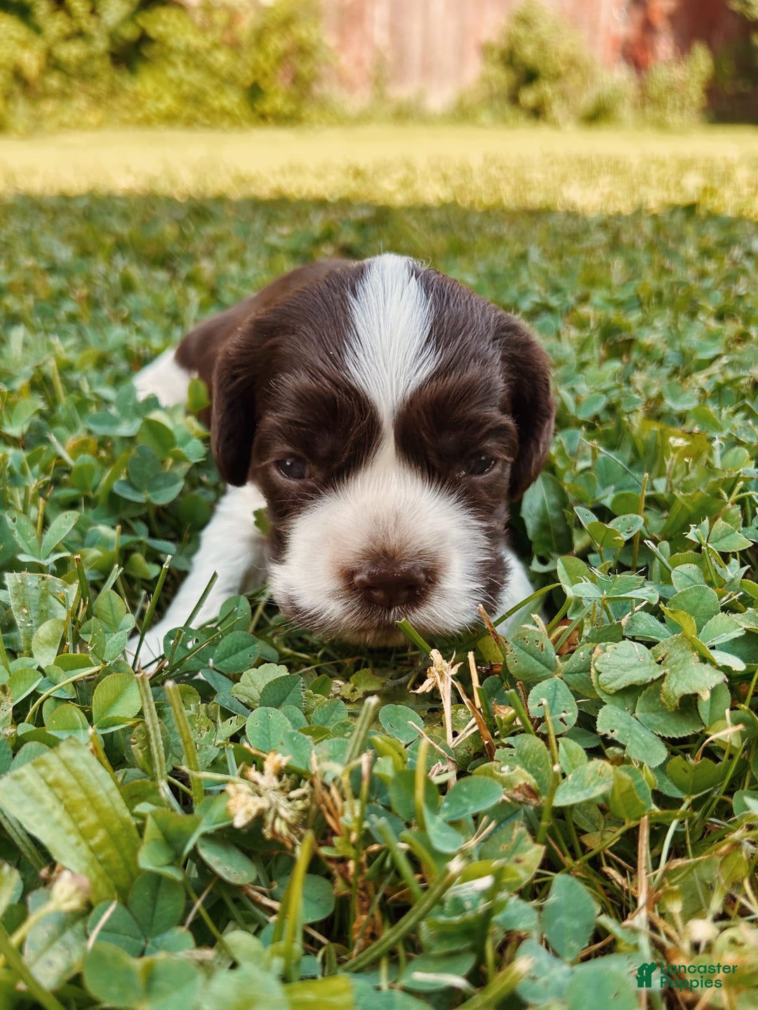 Cocker Spaniel dogs for sale: Kimmy - Image 6