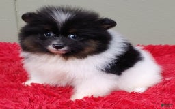 Pomeranian dogs for sale: Flip - Image 6