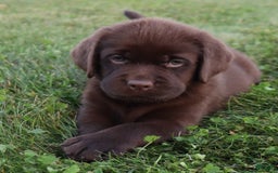 Labrador Retriever dogs for sale: Petunia - Image 2