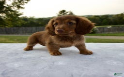 Miniature Dachshund dogs for sale: Skye - Image 8