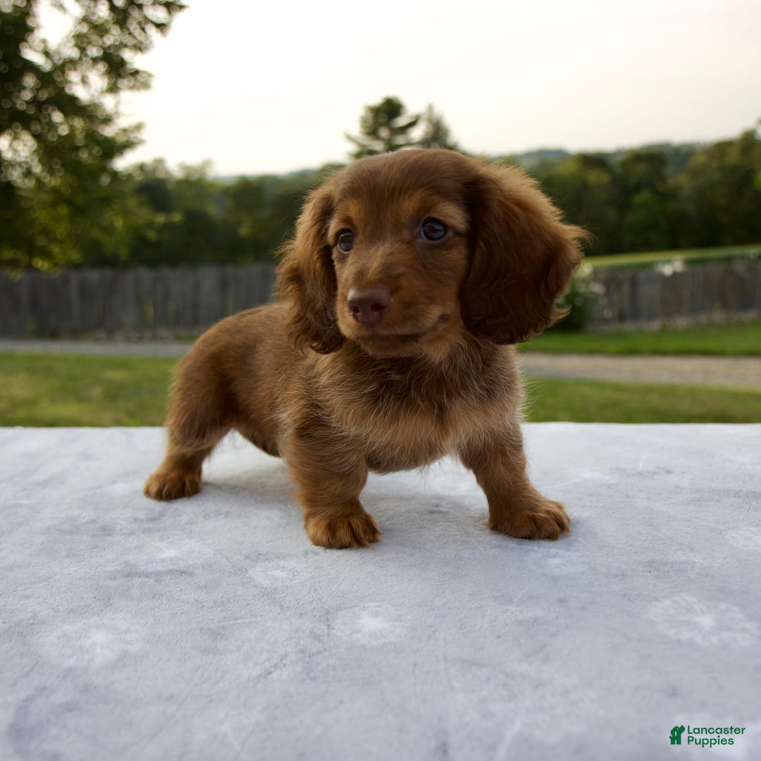 Miniature Dachshund dogs for sale: Skye - Image 8
