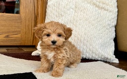 Maltipoo dogs for sale: Gordon - Image 5