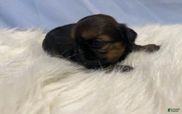 Shih Tzu dogs for sale: Leah - Image 6