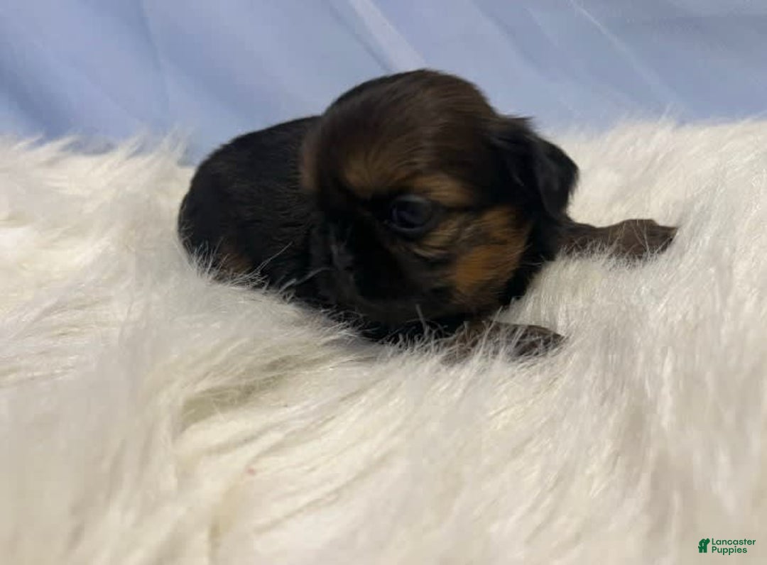 Shih Tzu dogs for sale: Leah - Image 6
