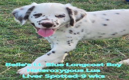 Dalmatian dogs for sale: Belles Lt. Blue Lua Longcoat Liver Spotted Boy - Image 2
