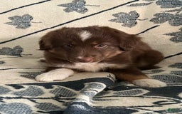 Miniature Australian Shepherd dogs for sale: Buddy - Image 6