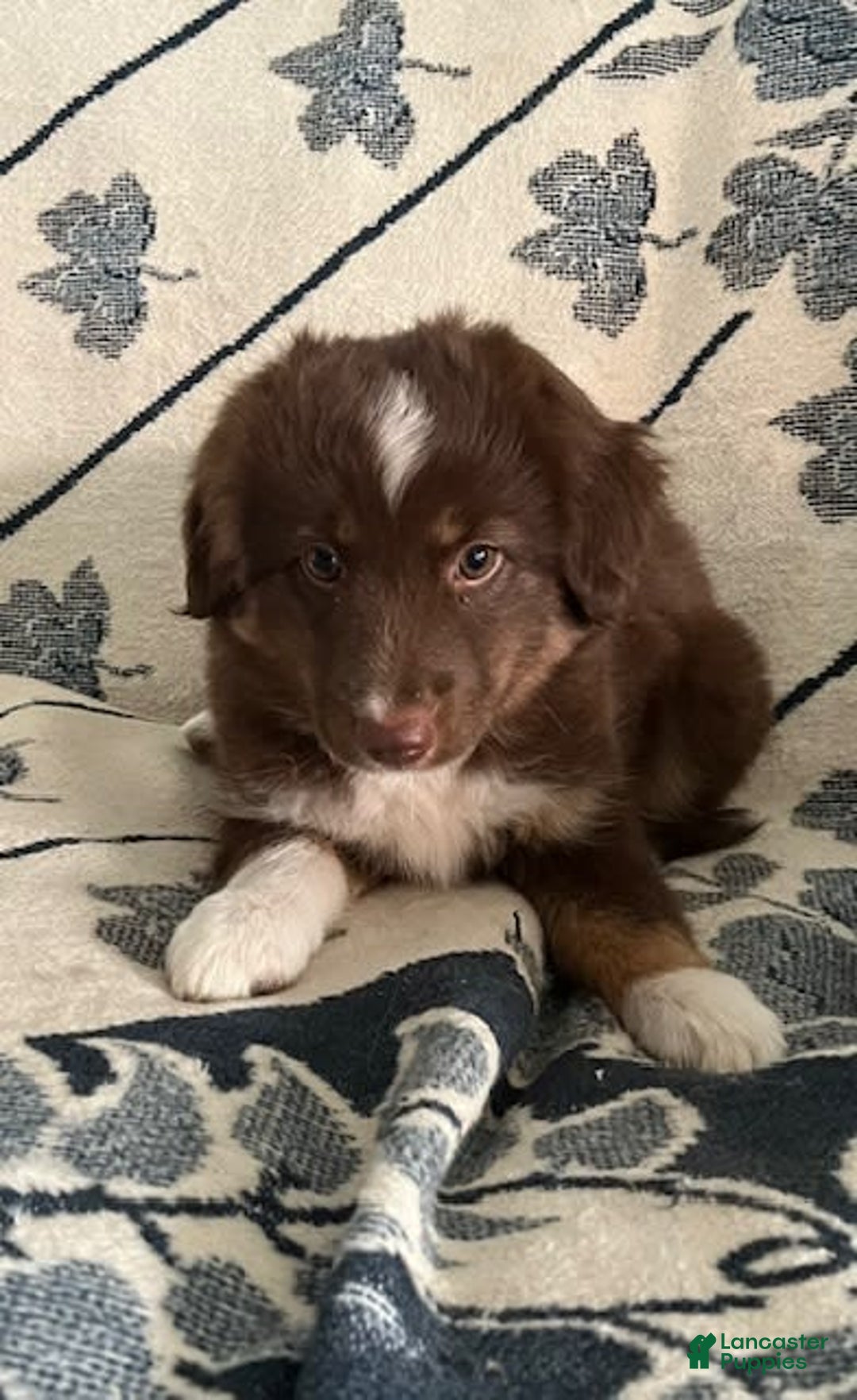 Miniature Australian Shepherd dogs for sale: Buddy - Image 6
