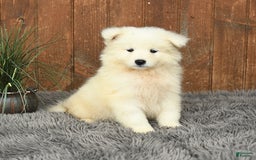 Samoyed dogs for sale: Daisy - Image 2