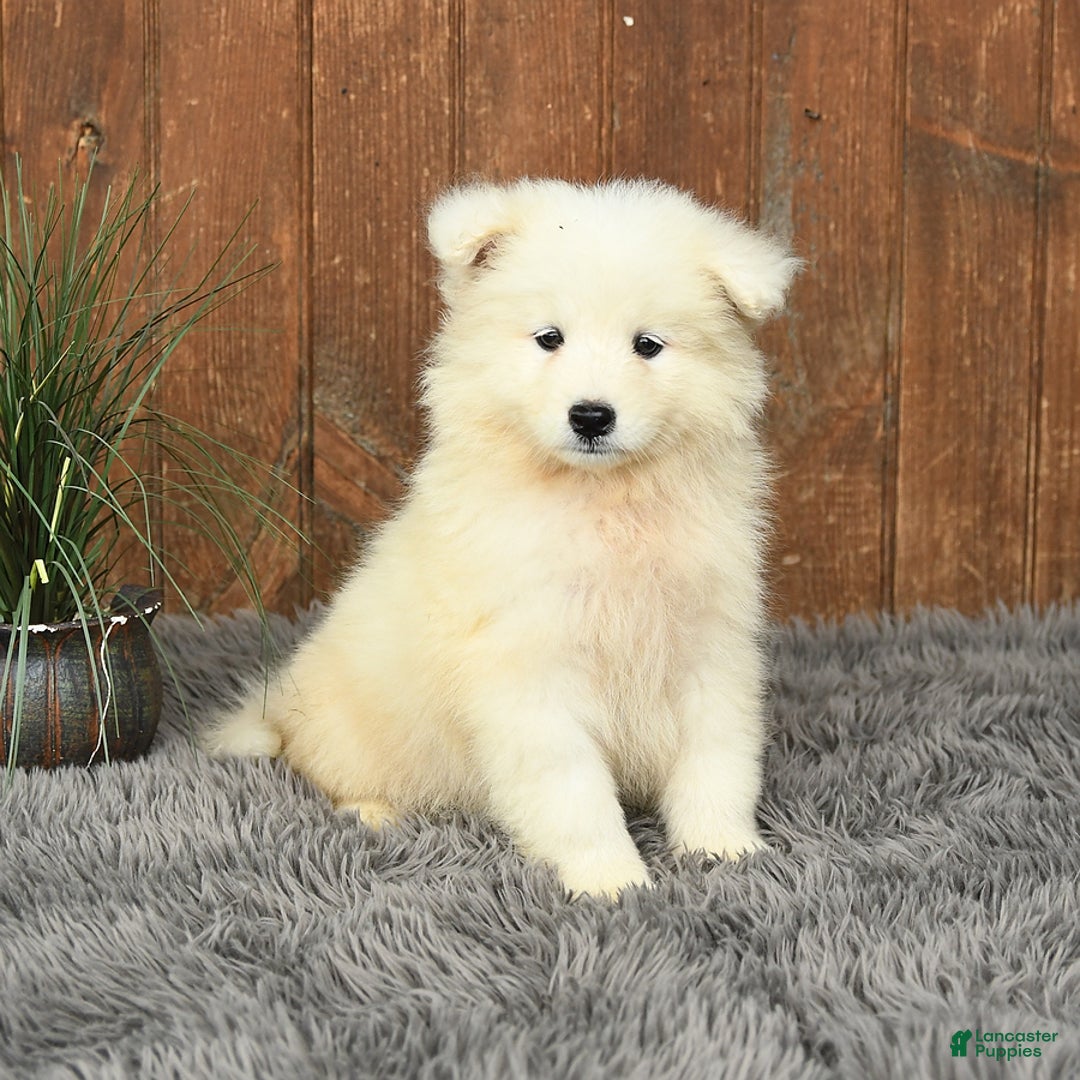 Samoyed dogs for sale: Daisy - Image 2