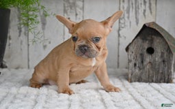 French Bulldog dogs for sale: Buster - Image 2