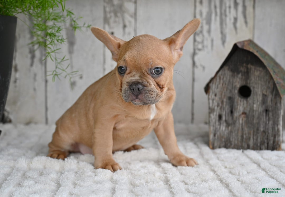 French Bulldog dogs for sale: Buster - Image 2