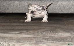 French Bulldog dogs for sale: Cookie Dough - Image 1