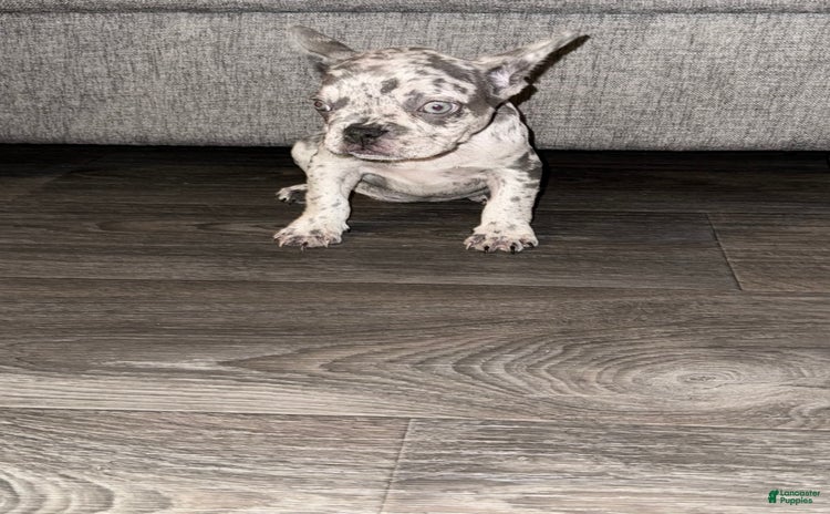 French Bulldog dogs for sale - Ad 1