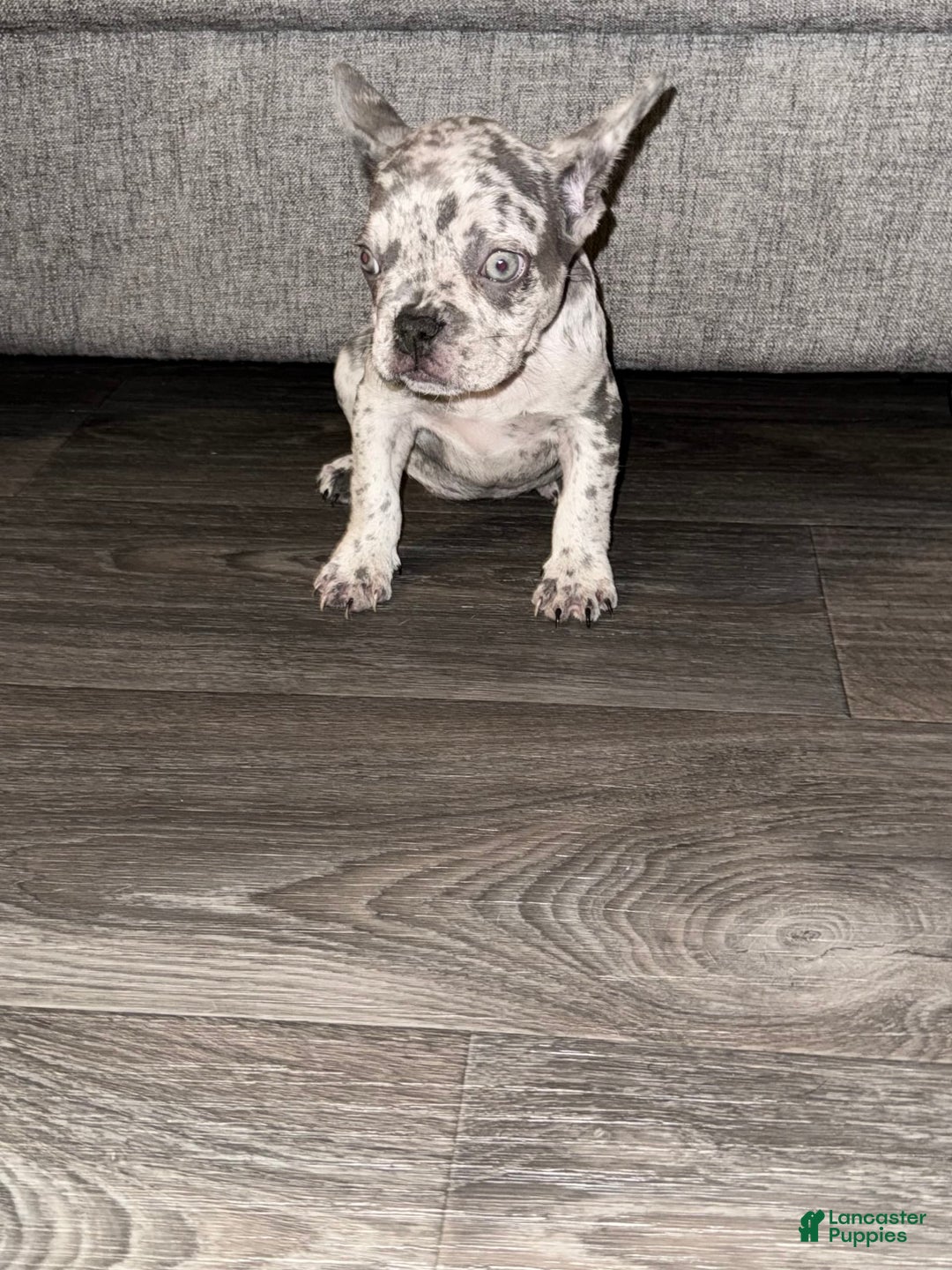 French Bulldog dogs for sale: Cookie Dough - Image 1