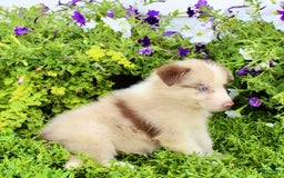 Australian Shepherd dogs for sale: Australian Shepherd 8 puppies - Image 5