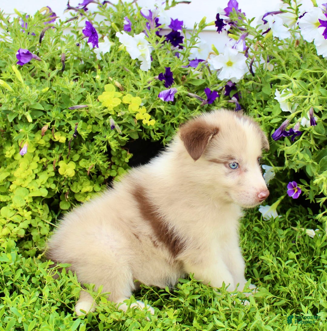 Australian Shepherd dogs for sale: Australian Shepherd 8 puppies - Image 5