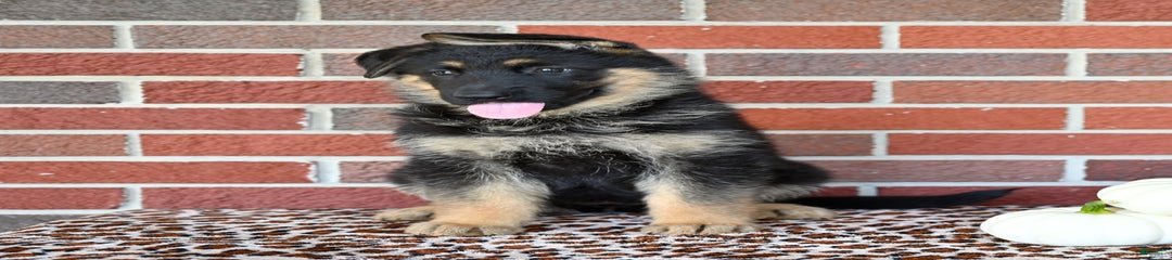 Bailey