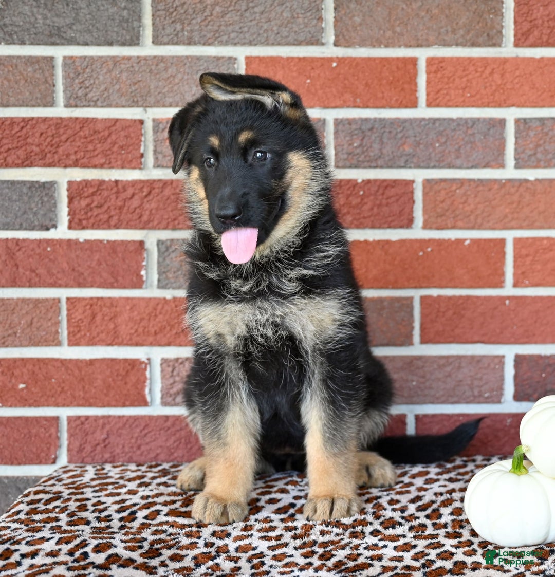 German Shepherd dogs for sale: Bailey - Image 1