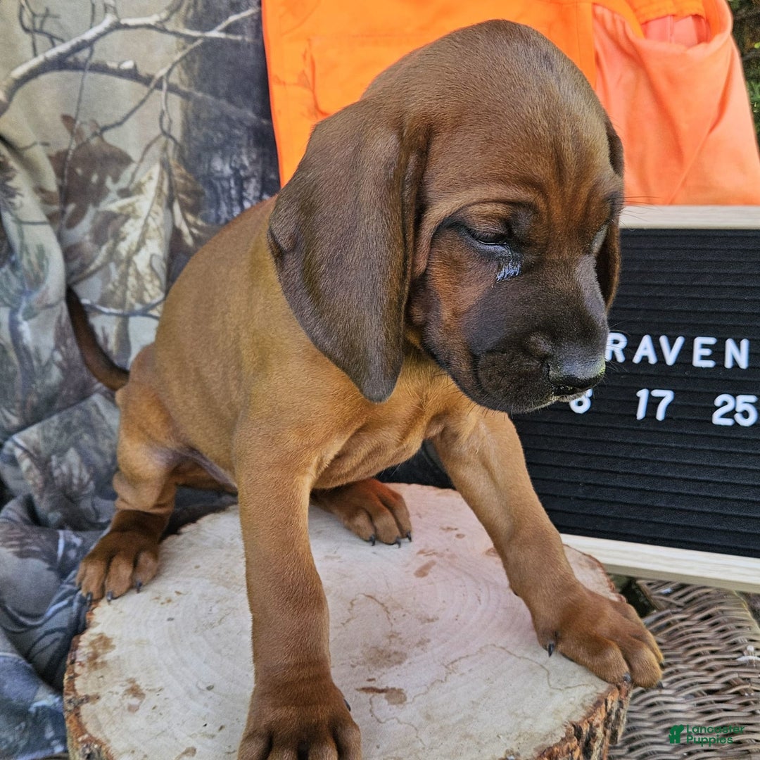 Redbone Coonhound dogs for sale: Raven - Image 3