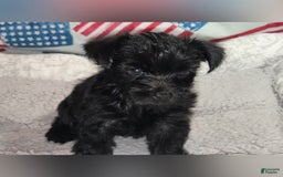 Morkie dogs for sale: Reid - Image 10