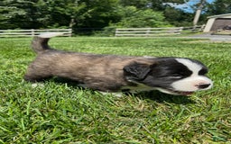 Saint Bernard dogs for sale: Bailey - Image 3