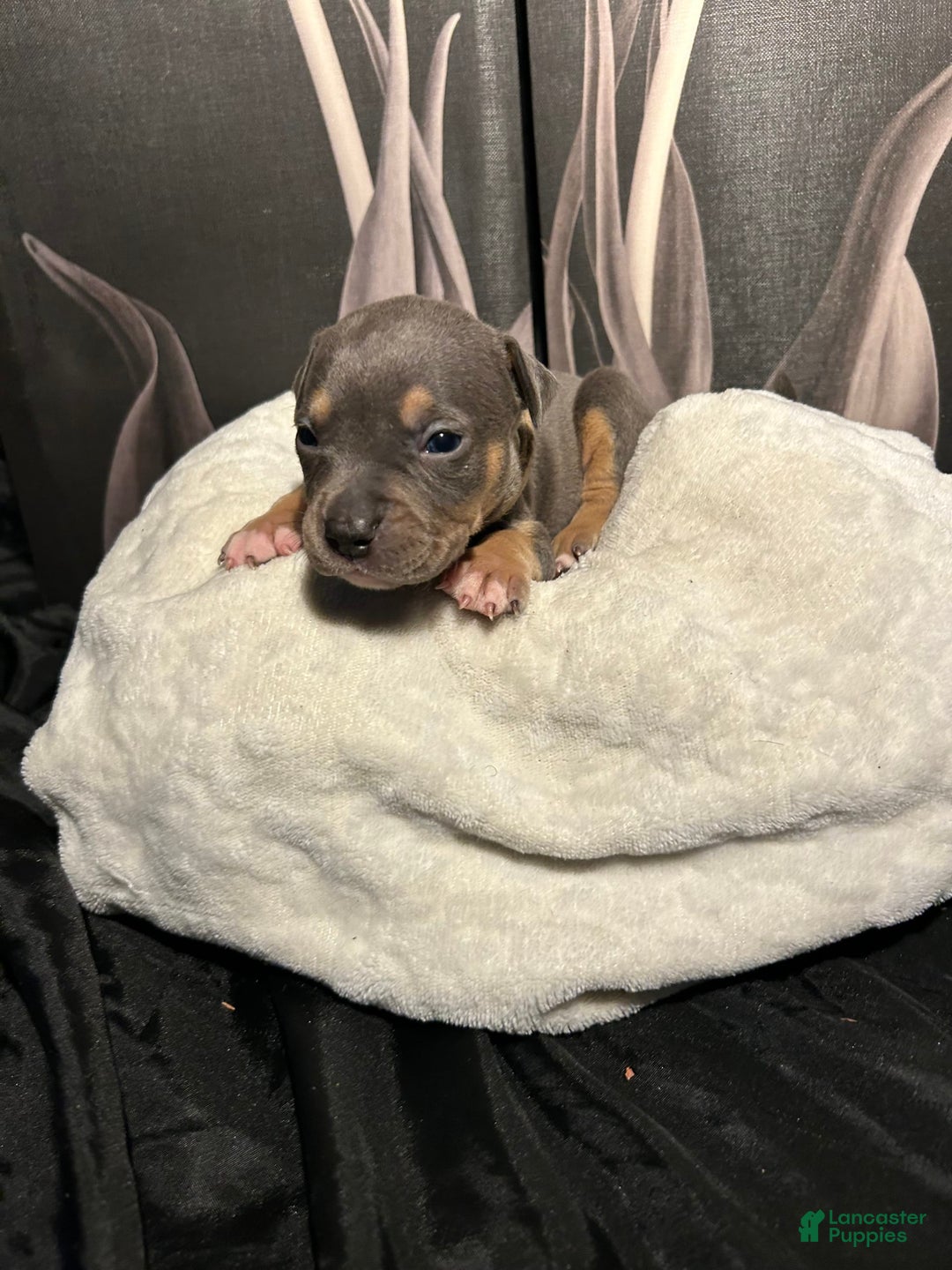 American Bully dogs for sale: Boots - Image 2