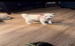 Shiba Inu dogs for sale: Luna - Image 6