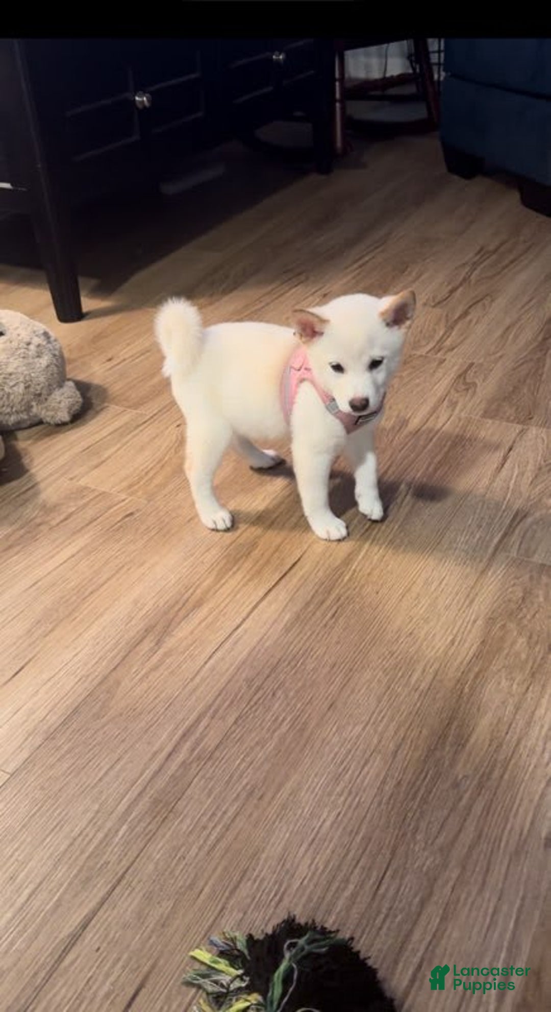 Shiba Inu dogs for sale: Luna - Image 6