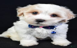 Maltipoo dogs for sale: Bingo - Image 4