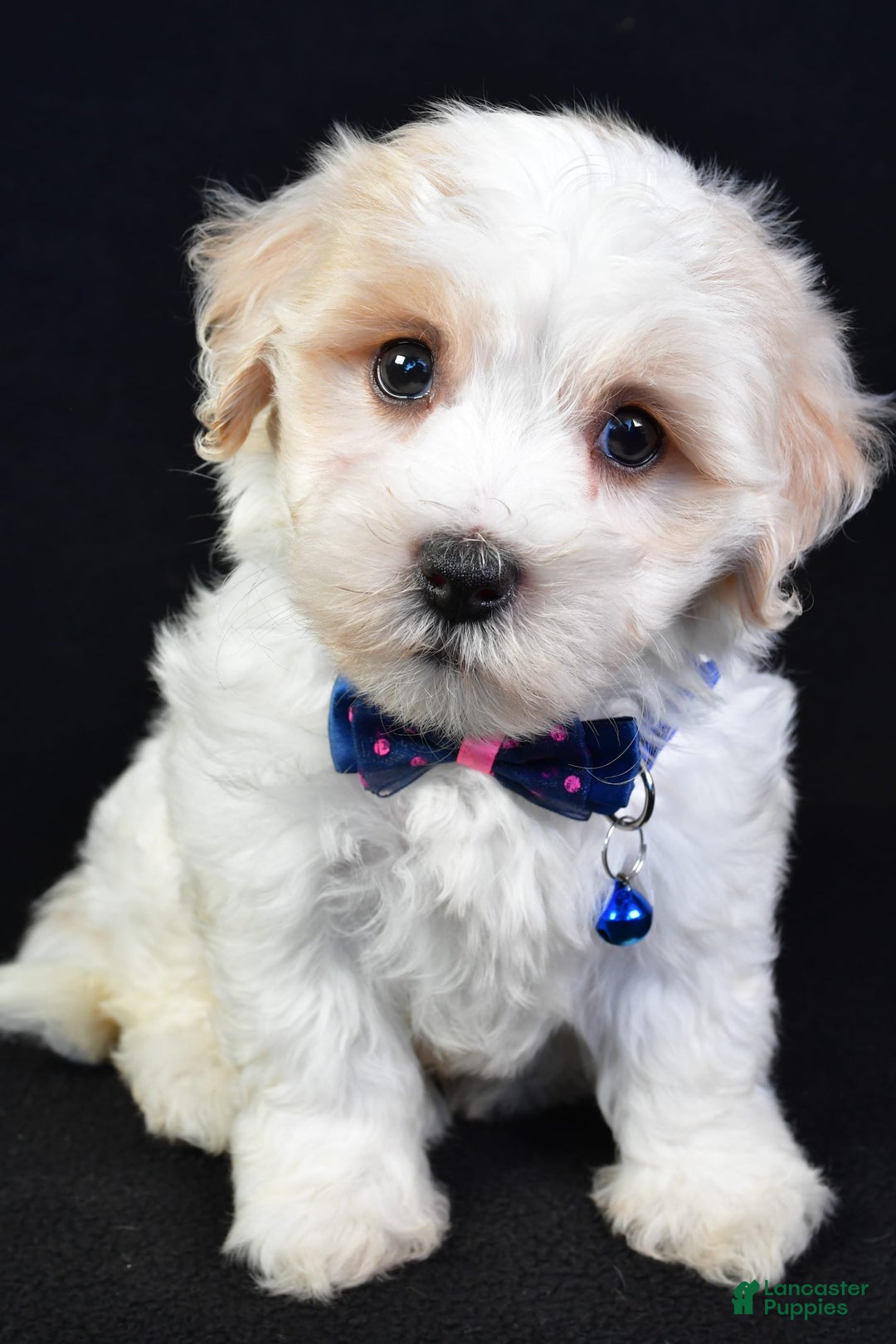 Maltipoo dogs for sale: Bingo - Image 4