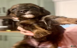 Bernedoodle dogs for sale: Green Collar Girl - Image 2
