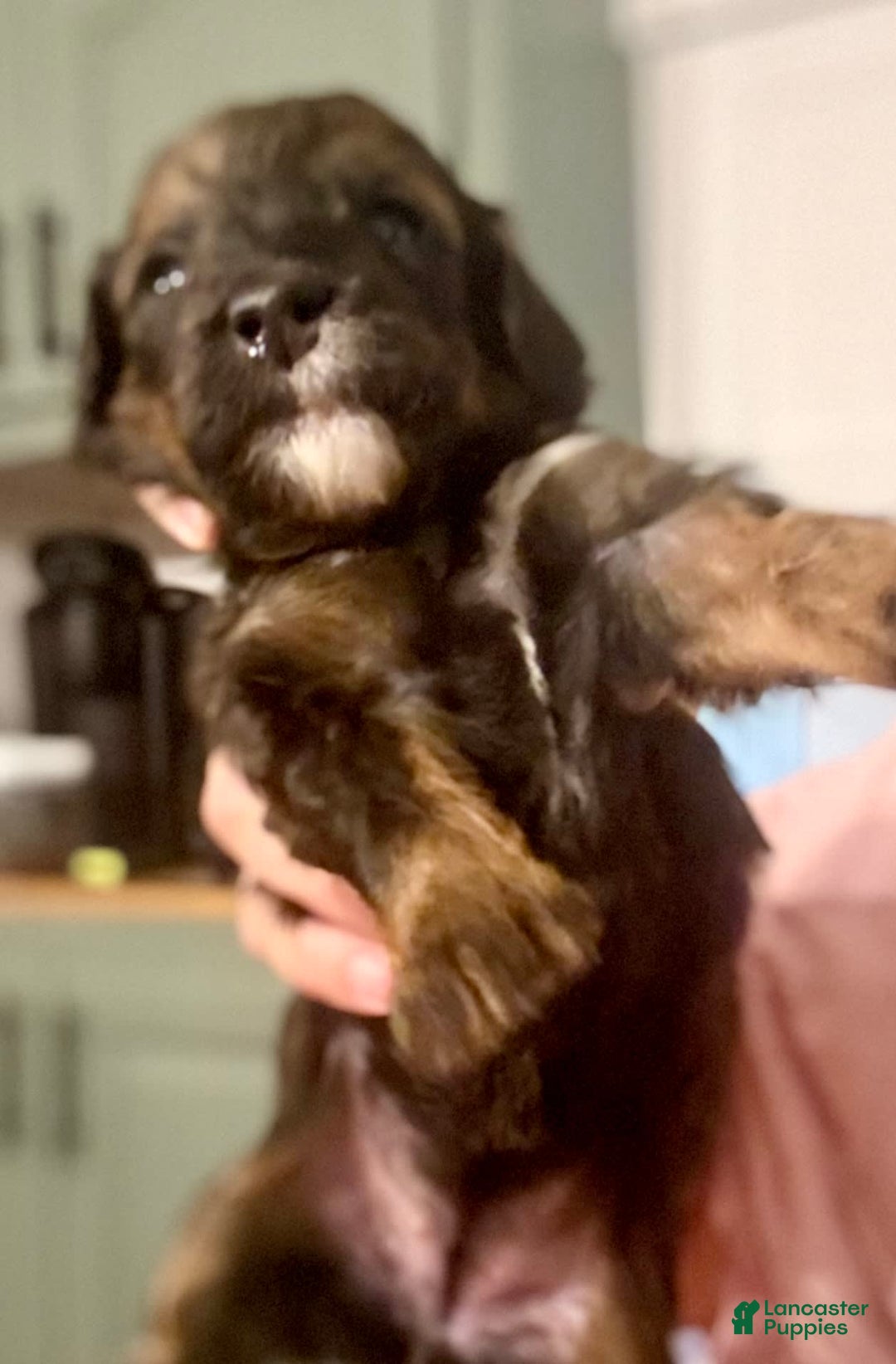 Bernedoodle dogs for sale: Green Collar Girl - Image 2