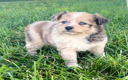 Mini Aussiedoodle dogs for sale: Jasmine - Image 3