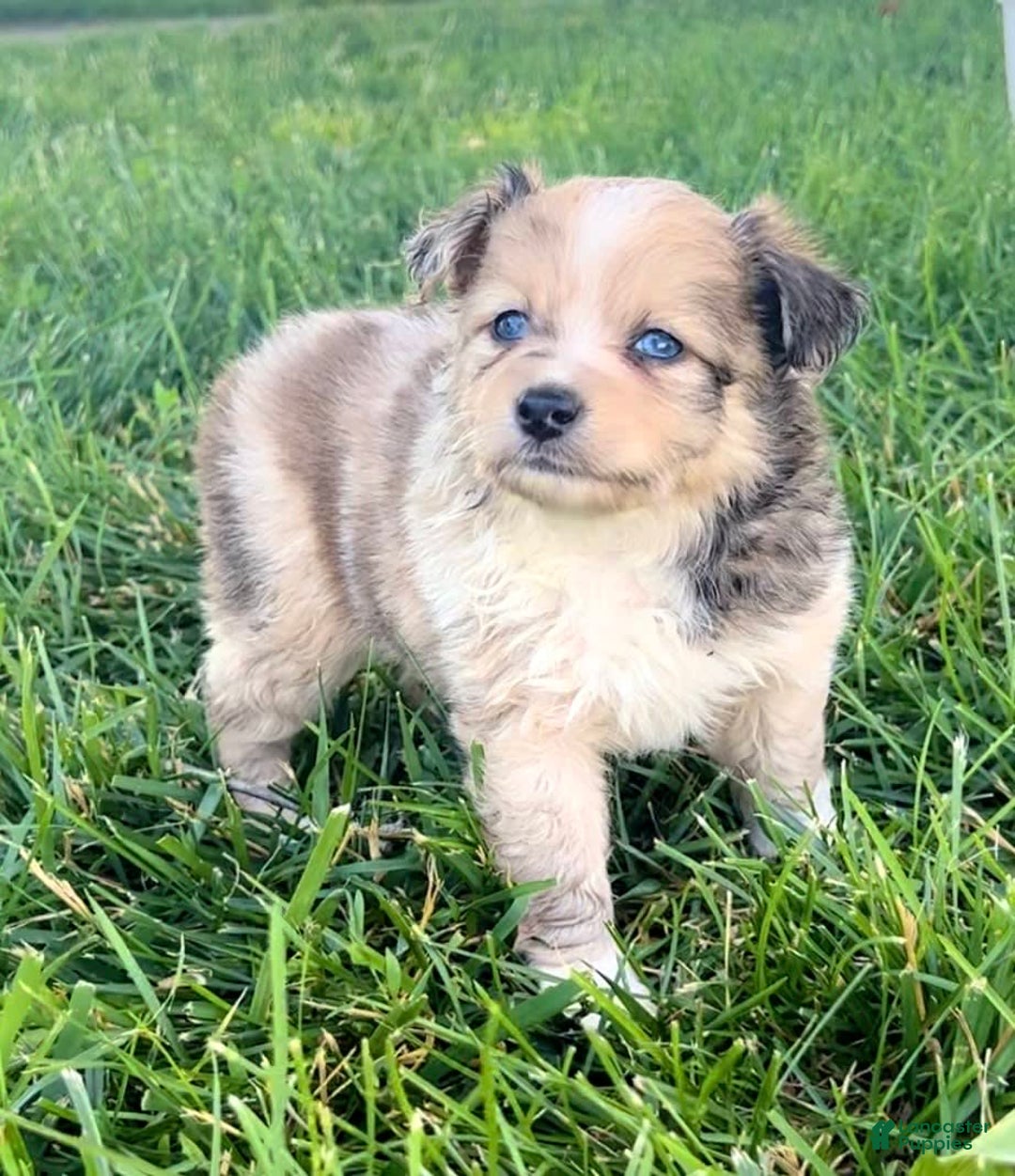 Mini Aussiedoodle dogs for sale: Jasmine - Image 3