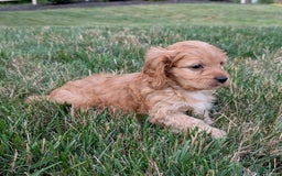 Cavapoo dogs for sale: Rusty - Image 11