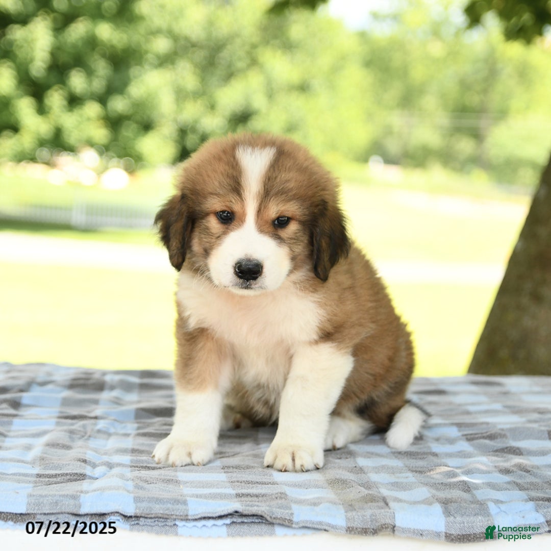 Great Pyrenees dogs for sale: Laddie - Image 1