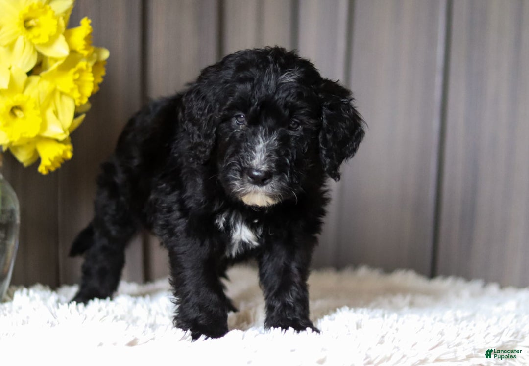 Sheepadoodle dogs for sale: Mustang - Image 5