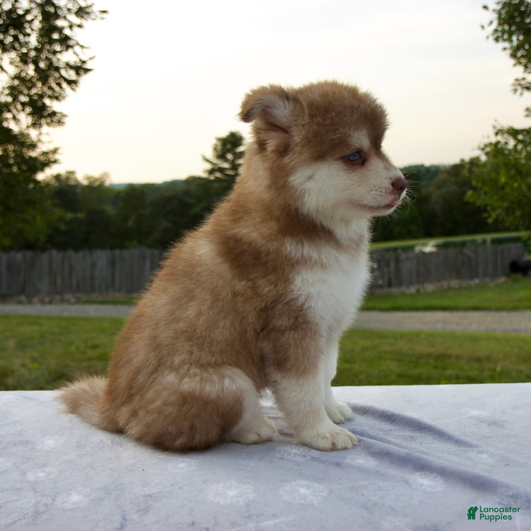Pomsky dogs for sale: River - Image 8