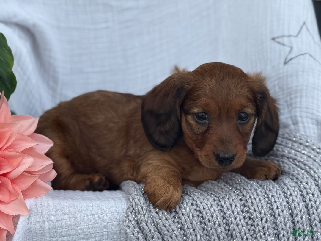 Miniature Dachshund dogs for sale: Max - Image 17