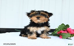 Yorkshire Terrier dogs for sale: Sandra - Image 5