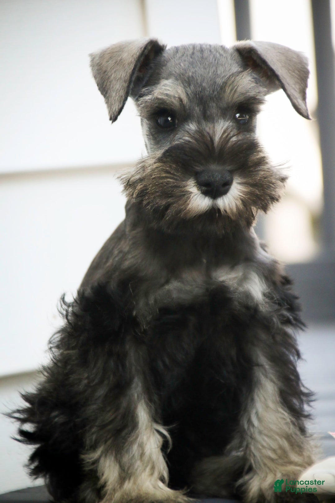 Miniature Schnauzer dogs for sale: Han - Image 8