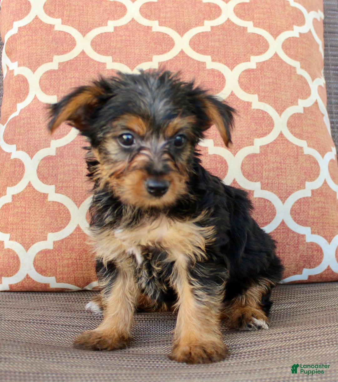 Yorkshire Terrier dogs for sale: Gabby - Image 3